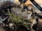 1961 Austin Healey Bugeye Sprite Base